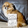 Personalised Puppy Milestone Cards (Sit)